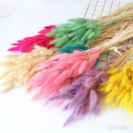 Сухоцветы лагурус