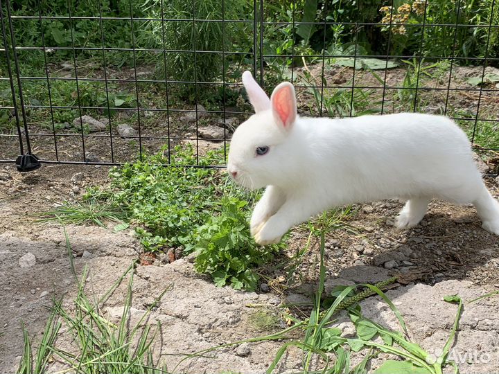Кролик гермелин