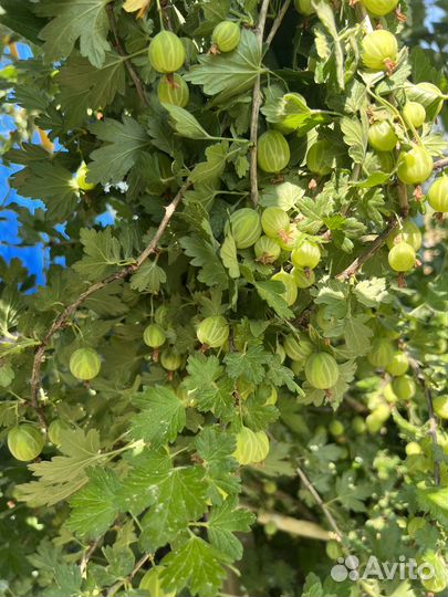 Плодовые кустарники