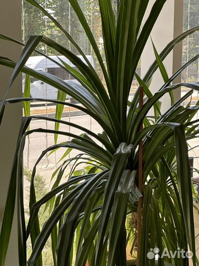 Панданус, цветок комнатный, большой