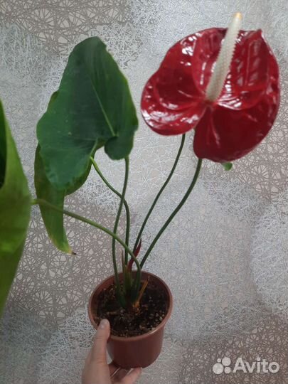 Антуриум Dakota