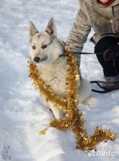 Собака девочка молодая в добрые руки