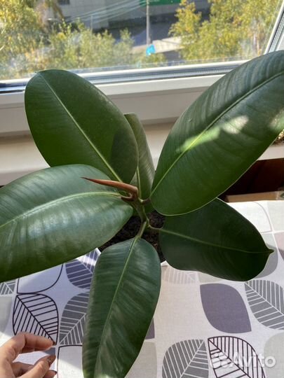 Фикус каучуконосный