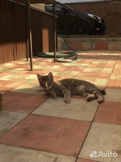 Котенок 7 месяцев девочка