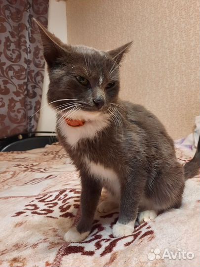 Кошка