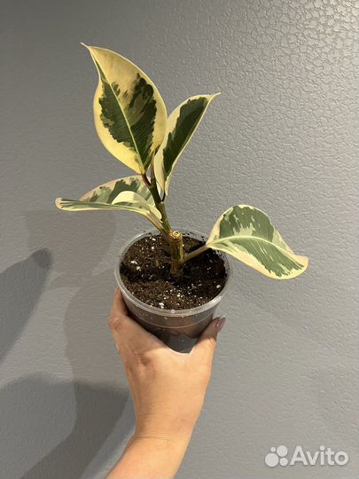 Фикус эластика тинеке