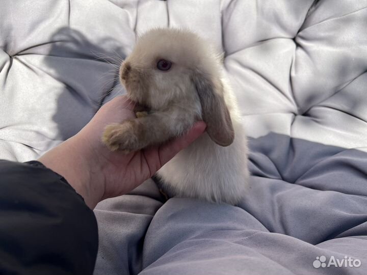 Декоративные кролики