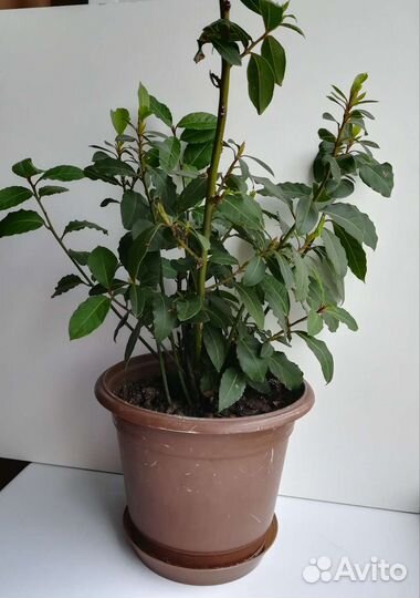 Лавр, лавровый лист