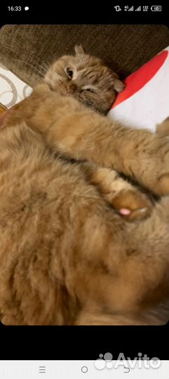 Кошка