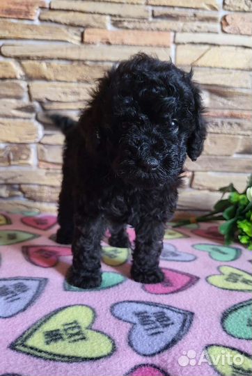 Девочка Той пуделя РКФ