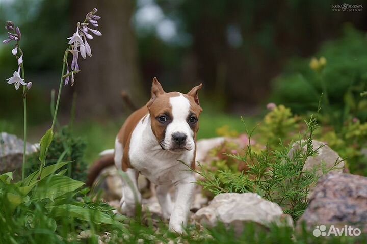 Девочка амстафф питомник