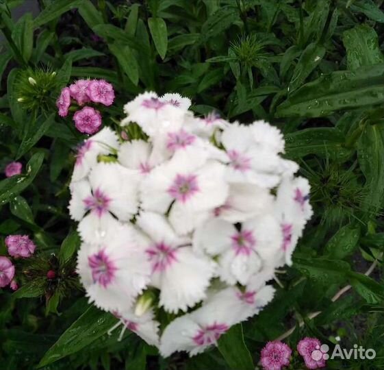 Турецкая гвоздика