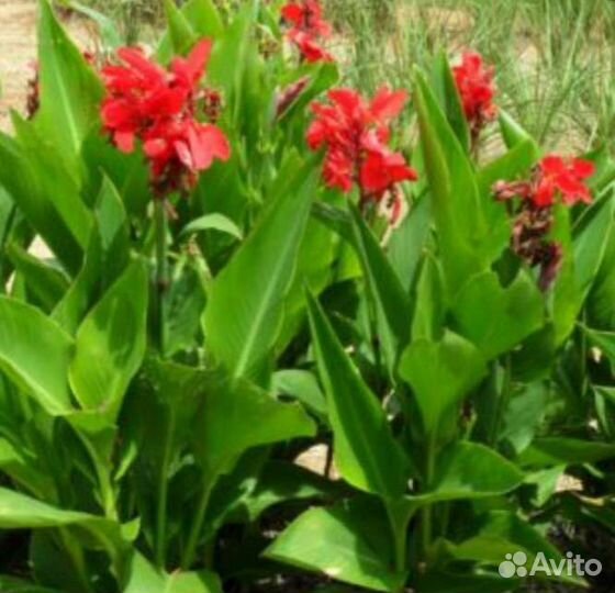 Цветы канны