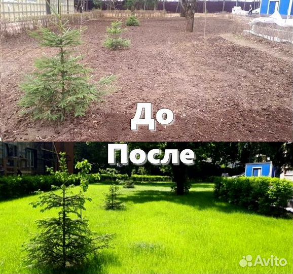 Рулонный газон