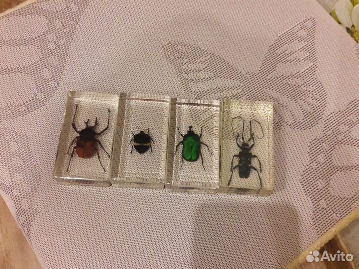 Жуки из коллекции