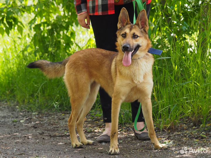 Собака Фокси