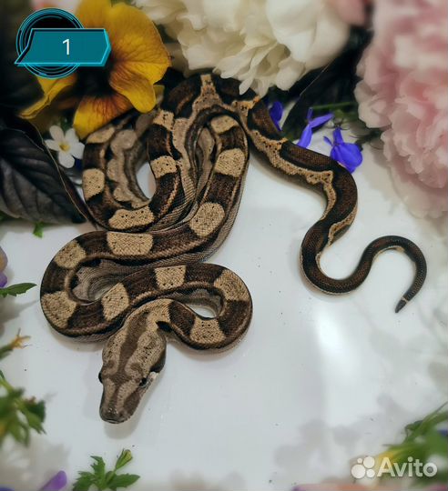 Императорский удав (Boa constrictor imperator)
