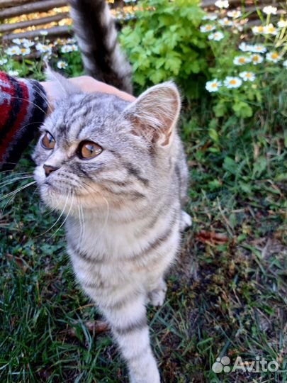 Котенок мальчик