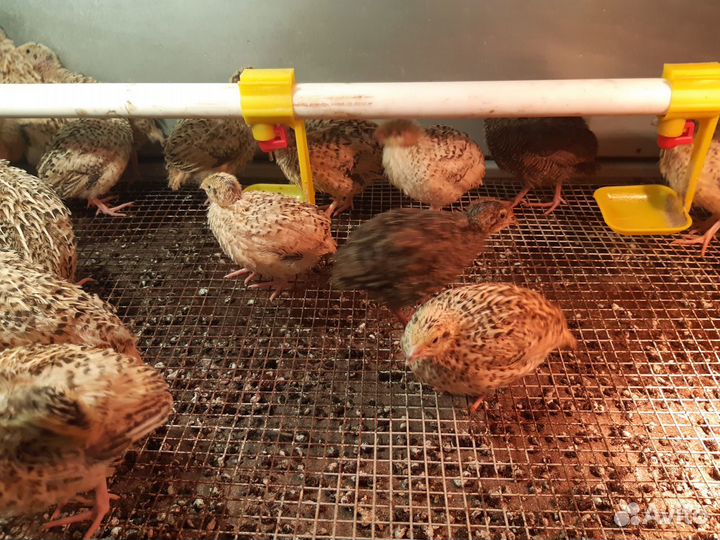 Перепелята и инкубационное,пищевое яйцо