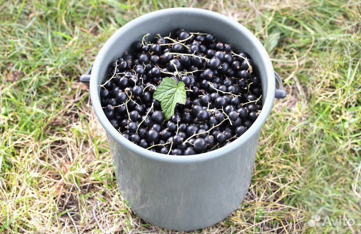 Черная смородина