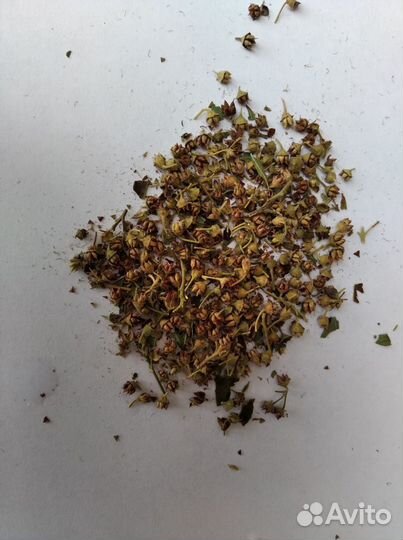 Семена Спиреи Голден Принцесс 1000+ шт