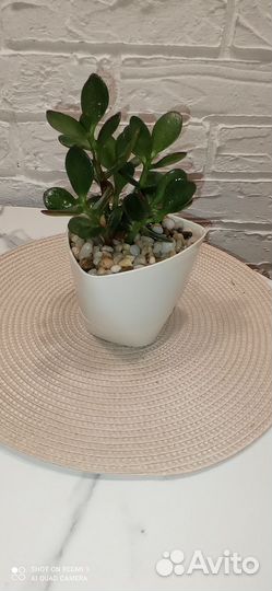 Традесканция, крассула хоббит, денежное дерево