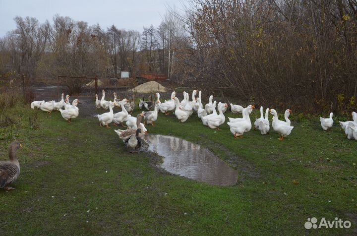 Гусей холмогорских на племя для разведения