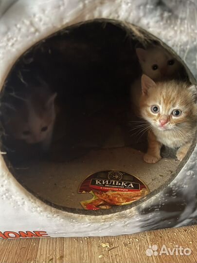 Котята