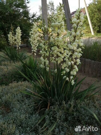 Цветы многолетние. разные