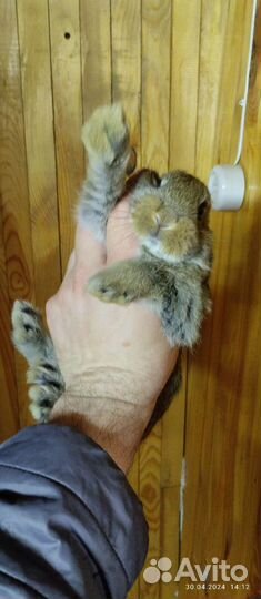 Кролики мясных пород