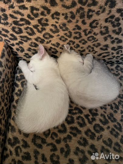 Отдам котенка в добрые руки