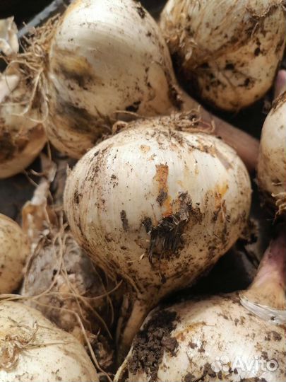 Чеснок рокамболь и свежие огурцы