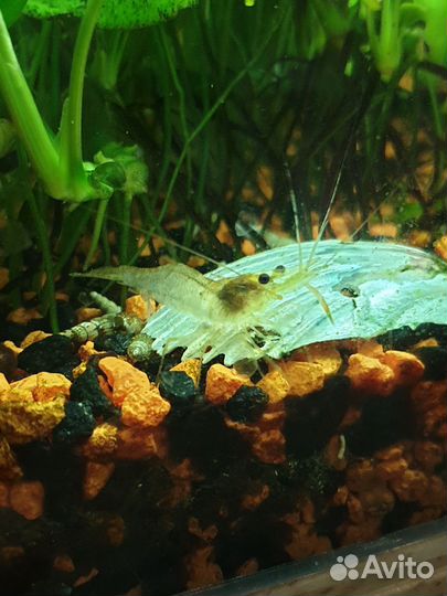 Креветки макробрахиум