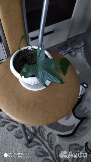 Комнатные цветы