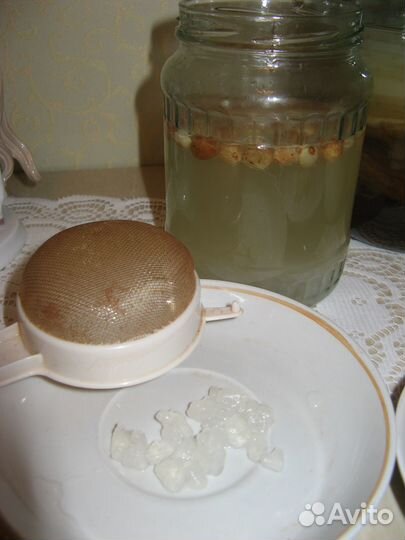 Гриб кефирный, индийский морской, чайный