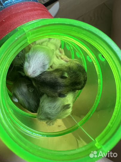 Хомяки Джунгарские