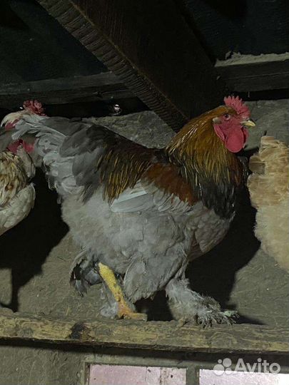 Петухи