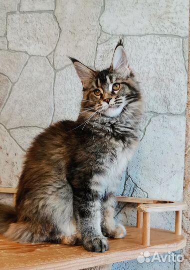 Мейн-кун котенок