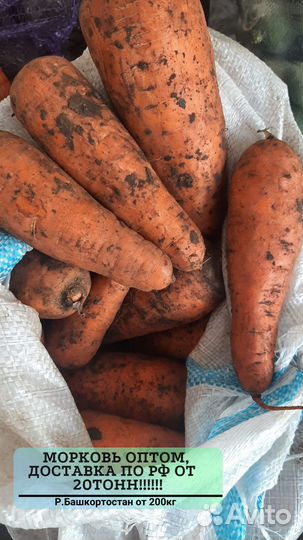 Морковь оптом без посредников от 20 тонн