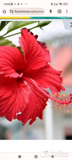Гибискус китайская роза