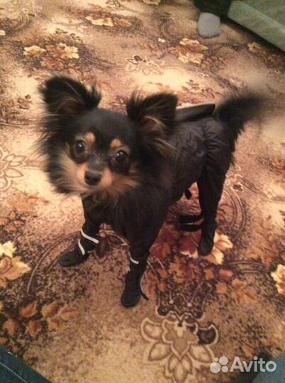 Комбинезон для собак