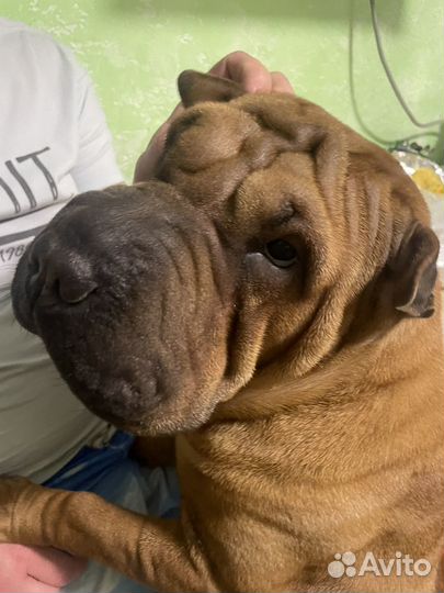 Пропала собака