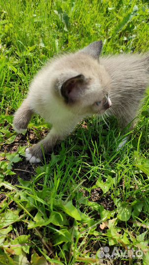 Отдам милейших котиков