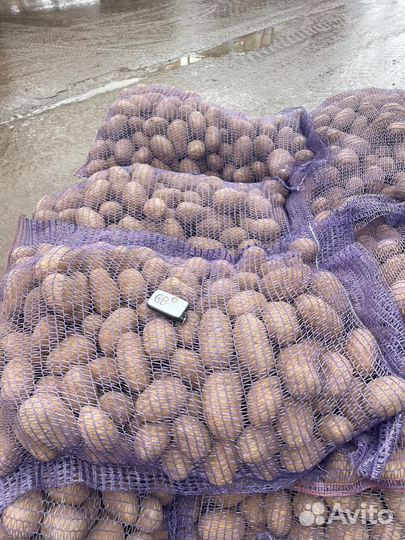 Картофель едавая, лук и т. Д