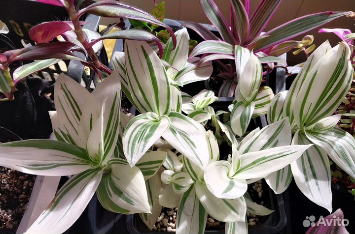 Традесканции, Каллизия