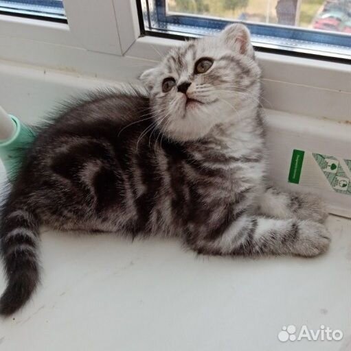 Черный мрамор шотландский котёнок