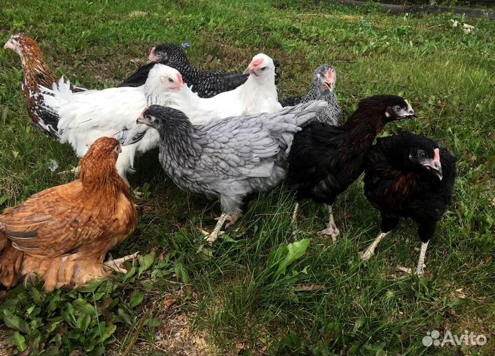 Куры - молодки на яйцо, 4 - 4.5-месячные