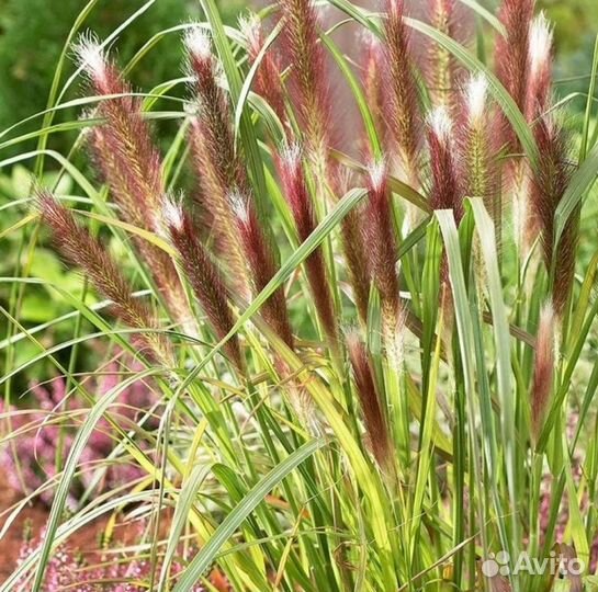 Мискантус китайский Зебрина Пеннисетум лисохвостый