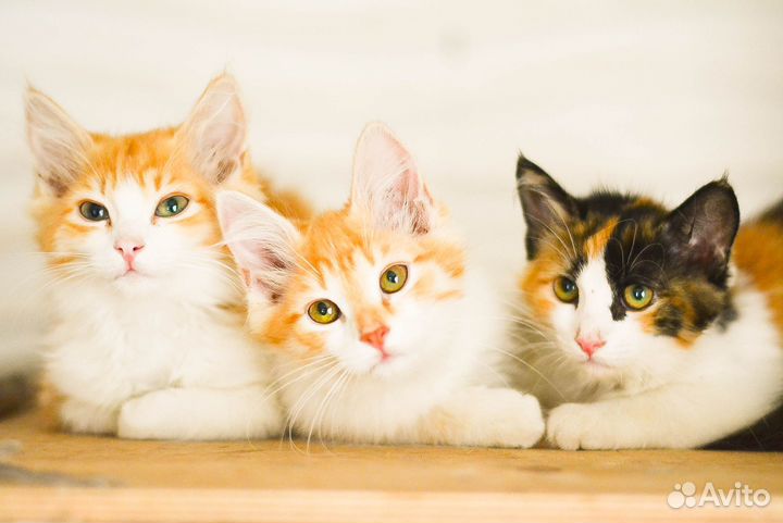 Котята в добрые руки