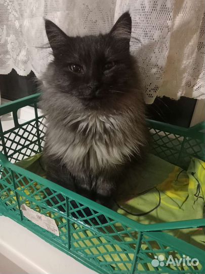 Кошка в дар